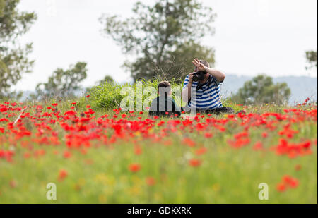 Uomo di fotografare bambini in un campo di papaveri Foto Stock