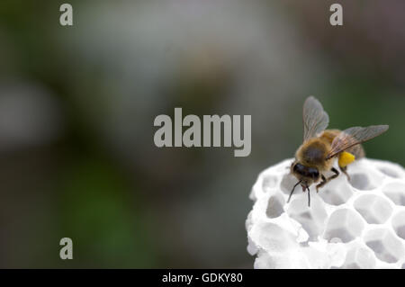 Honeybee sul nido bianco con la lingua fuori Foto Stock