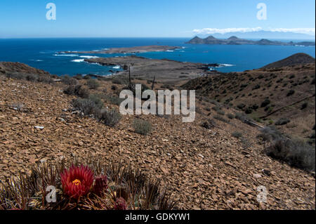 Canna gigante Cactus (Ferocactus diguetii) con coste in background San Benito, Baja California, Messico Foto Stock