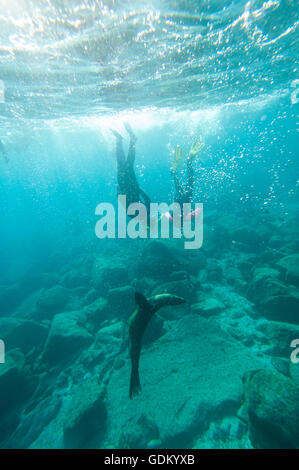 I turisti di nuoto con leoni marini della California (Zalophus californianus) Los Islotes, Baja California, Messico Foto Stock