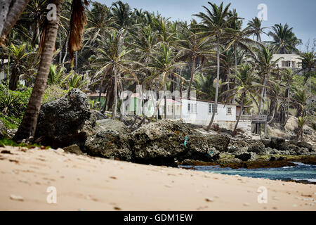 Le Piccole Antille Barbados parrocchia Saint Michael west indies capitale Bridgetown Barbados spiaggia di sabbia dorata con grande pietra ro Foto Stock