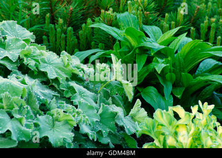 Verde nel giardino,:Alchemilla, Sedum, Pinus mugo, digitalis Foto Stock