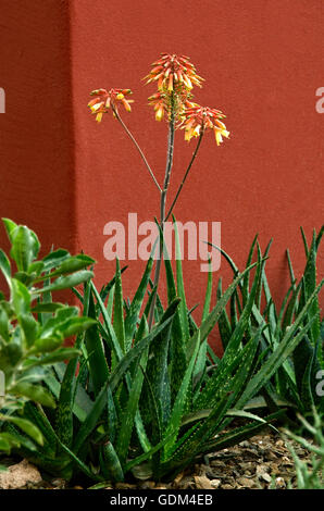 Aloe in fiore contro di stucco arancione, Foto Stock