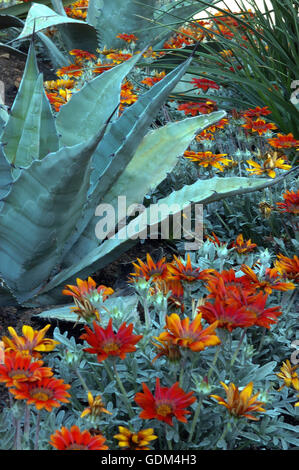 Agave americana SUPER BLU, Gazania fiori Foto Stock