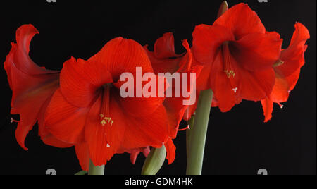 Amaryllis rosso su sfondo nero Foto Stock