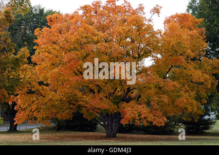 Oak , Quercus, albero in autunno Foto Stock