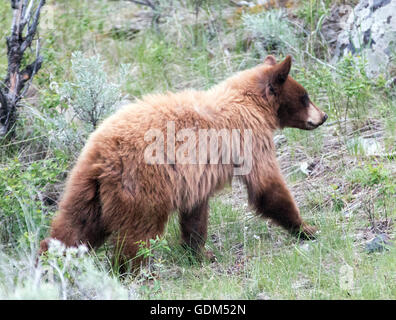 Di colore cannella Black Bear Cub / Yearling in Roosevelt Lodge area del Parco Nazionale di Yellowstone Foto Stock