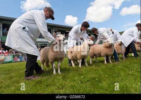 Llanelwedd, Powys, Regno Unito. Il 18 luglio 2016. A giudicare avviene nella pecora anello su un molto caldo prima giornata del Royal Welsh Agricultural Show, 2016. Il Royal Welsh Show è acclamato come il più grande e più prestigioso evento del suo genere in Europa. In eccesso di 240.000 visitatori sono attesi questa settimana nel corso di questi quattro giorni di periodo di mostra. Credito: Graham M. Lawrence/Alamy Live News. Foto Stock