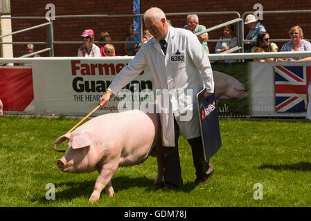 Builth Wells, Regno Unito. 18 Luglio, 2016. Royal Welsh Show 2016. Credito: James Thomas/Alamy Live News Foto Stock