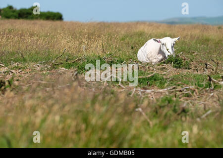 Hergest Ridge, Herefordshire, UK Luglio 2016 - Ovini lotta per far fronte con il tempo molto caldo in alto sul Hergest Ridge ( altezza 426m ) mediante la posa in un poco profondo dip. Temperature locali di 30c sono attesi il giorno più caldo dell'anno finora. La cresta si estende a cavallo del confine tra Herefordshire e Powys Inghilterra e Galles. Foto Stock