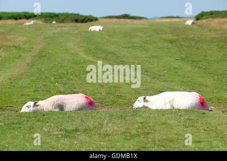 Hergest Ridge, Herefordshire, UK - Luglio 2016 - Ovini lotta per far fronte con il tempo molto caldo in alto sul Hergest Ridge ( altezza 426m ) mediante la posa in un poco profondo dip. Temperature locali di 30c sono attesi il giorno più caldo dell'anno finora. La cresta si estende a cavallo del confine tra Herefordshire e Powys Inghilterra e Galles. Foto Stock