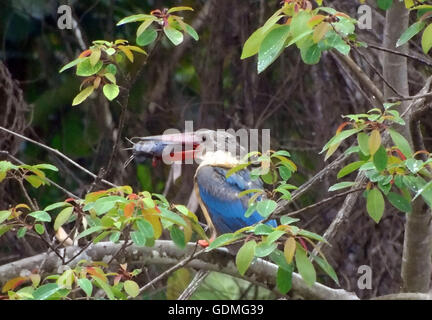 Il Bintan, Indonesia. Il 20 luglio, 2016. La cicogna-fatturati kingfisher (Pelargopsis capensis) visto mangiare pesce gatto sulla luglio 20, 2016 in Bintan, Riau isola provincia, Indonesia. La cicogna-fatturati kingfisher è un albero kingfisher che è ampiamente ma scarsamente distribuiti in tropicali del subcontinente indiano e del sud-est asiatico, dall'India Indonesia. Questo kingfisher è residente in tutta la sua gamma. Si tratta di una grande compagnia Kingfisher, misurando 35 a 38 cm (da 14 a 15 in) di lunghezza.L'adulto ha una schiena verde, blu ali e la coda e testa di colore grigio. © ZUMA Press, Inc./Alamy Live News Foto Stock