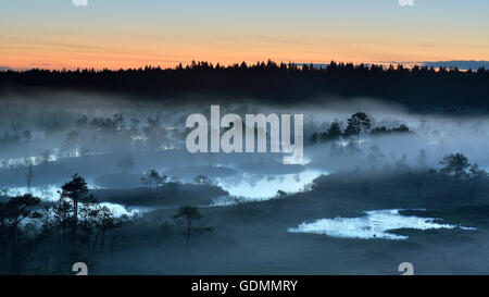 La nebbia notte estiva nella torbiera, Estonia Foto Stock