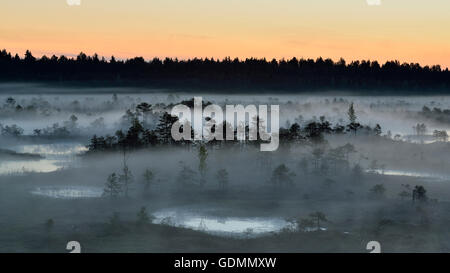 Misty notte estiva nel bog Foto Stock