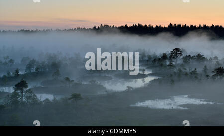 Misty notte estiva nella palude Foto Stock