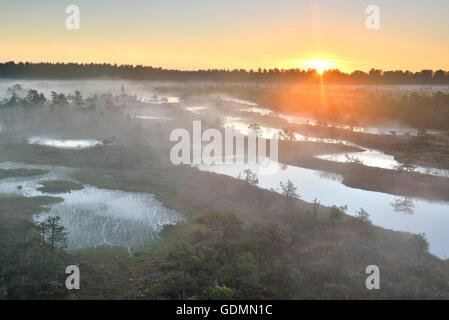 Mattinata estiva nel nebbioso bog di sunrise Foto Stock