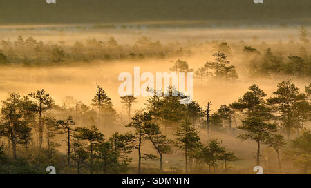 Luce dorata nel nebbioso bog di sunrise Foto Stock