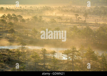 Golden sunrise nel nebbioso bog Foto Stock