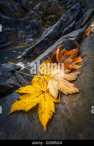 Autunno foglie di acero in appoggio su di una roccia Foto Stock