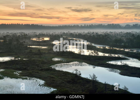 Nebbiosa mattina d'estate nella palude prima del sorgere del sole Foto Stock