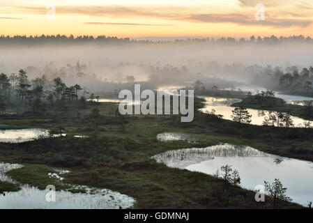 Foschia mattutina nel bog all'alba Foto Stock