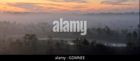 Misty swamp all'alba Foto Stock