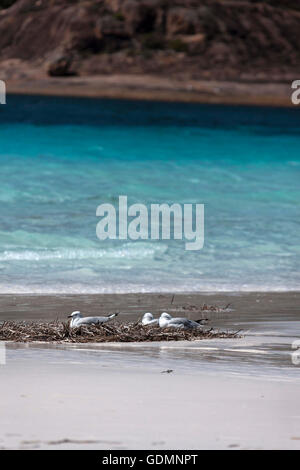 Seagull's posa su alga ( Croicocephalus novaehollandiae ), Lucky Bay, Esperance Australia Occidentale Foto Stock