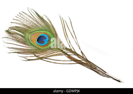 Peacock feather quill isolato su bianco Foto Stock