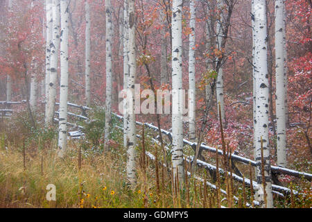 Coperta di neve recinzione in autunno con colori autunnali aceri e alberi di Aspen. Foto Stock