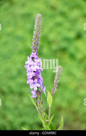 Annoso Vervain (Verbena stricta) Millefiori erba medicinale Foto Stock