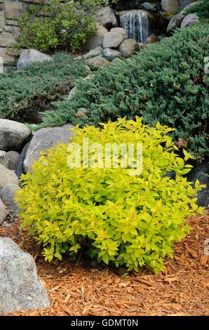 Tumulo di oro Spirea è un compatto, sagomata di Arbusti decidui Foto Stock