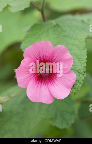 Anisodontea 'El Rayo". Cape malva fiore. Foto Stock