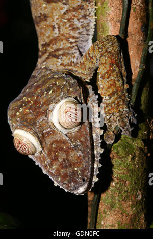 Flat-tailed gecko (Uroplatus fimbriatus), femmina, Nosy mangabe, orientale, Madagascar Madagascar Foto Stock