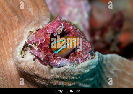 Bluestriped fangblenny (Plagiotremus rhinorhynchos) nel nascondiglio, Tukangbesi arcipelago, Wakatobi. National Park, Banda Mare Foto Stock