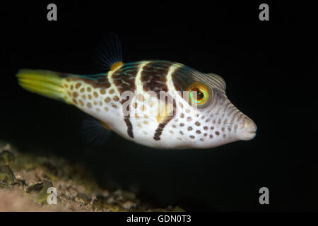 La Valentinni Sharpnose Puffer (Canthigaster valentini), Tukangbesi arcipelago, Wakatobi. National Park, Banda Mare Foto Stock