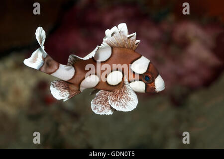 Arlecchino Sweetlips (Plectorhinchus chaetodonoides), il novellame, Tukangbesi arcipelago, Wakatobi. National Park, Banda Mare Foto Stock