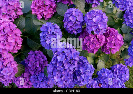 Multicolore di blu e viola hydrangea Hydrangea o hortensia fiori in un giardino Foto Stock