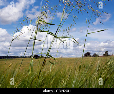 Avena selvatica cresce come una pianta infestante in un campo di orzo, Warwickshire, Regno Unito Foto Stock