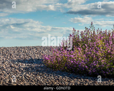 Estate Mare Scena raffigurante spiaggia ghiaiosa con massa di fiori di colore rosa con cielo blu sullo sfondo. Foto Stock