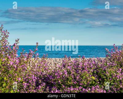 Estate Mare Scena raffigurante spiaggia ghiaiosa con massa di fiori di colore rosa con cielo blu sullo sfondo. Foto Stock