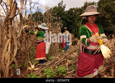 Traditionell gekleidete Frau von einem Stamm der Dara-Ang bei ernten von Maiskolben in einem Maisfeld beim Dof Chiang Dao noerdl Foto Stock