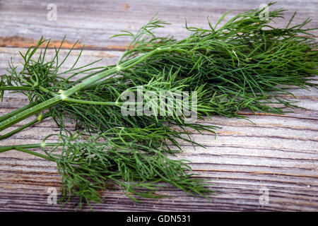 L'aneto cantato sul tavolo di legno aneto Anethum graveolens è un'erba annuale nella famiglia di sedano Apiaceae. Foto Stock