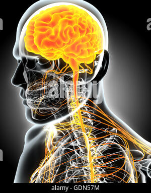 3D illustrazione maschio sistema nervoso, concetto medico. Foto Stock