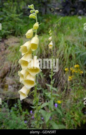 Big-fiorito / Grande giallo foxglove (Digitalis grandiflora) nelle foreste montane, Sutjeska National Park, in Bosnia ed Erzegovina. Foto Stock