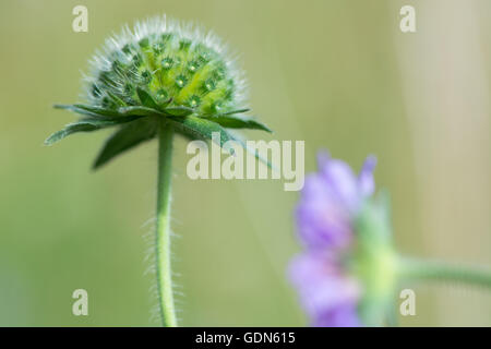 Campo scabious (Knautia arvense) germoglio di fiore. Infiorescenza non aperti dei fiori della pianta nella famiglia Caprifoliaceae, in fiore Foto Stock