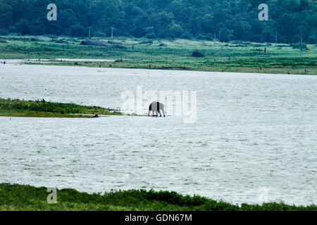 Wild Elephant camminando verso il lago di Kabini national park, India. Foto Stock