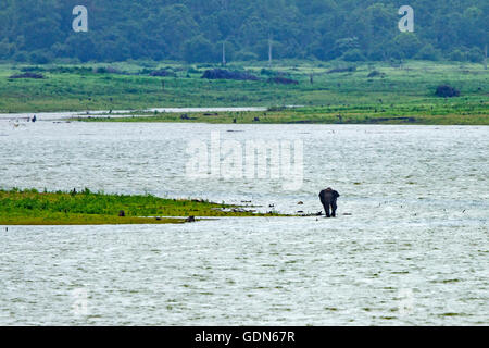 Wild Elephant camminando verso il lago di Kabini national park, India. Foto Stock