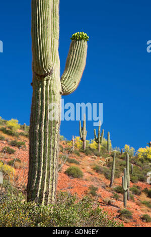 Deserto con saguaro, tonto monumento nazionale, Arizona Foto Stock