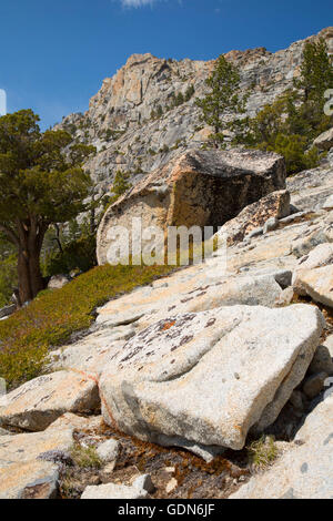 Aprire la foresta lungo la Pacific Crest Trail vicino a Echo, Lago Tahoe bacino forestale nazionale, California Foto Stock