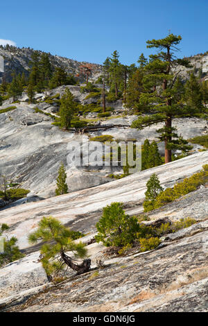 Aprire la foresta lungo la Pacific Crest Trail vicino a Echo, Lago Tahoe bacino forestale nazionale, California Foto Stock